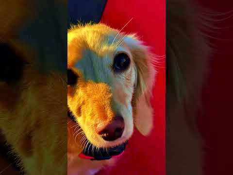 1 yo Dachshund Bellini ~ Best Dachshund Trainers ~ Off Leash K9 Training Phoenix