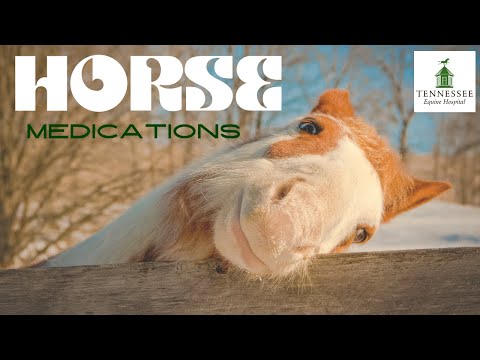 Things You Should Know About Horse Medications