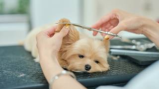 どんどん眠たくなっちゃう子犬の初トリミング