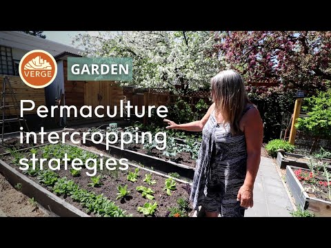 Stacking Functions and Intercropping Plants in your Annual Permaculture Garden