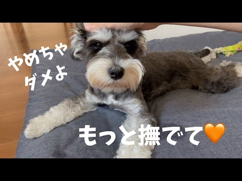 【ミニチュアシュナウザー】撫でる手を止めると怒って催促してくる甘えん坊なミニシュナ