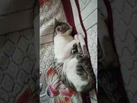 നല്ല urakkathila #trending #funny #cat#shortsvideo