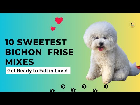 The Sweetest Bichon Frise Mix You'll Ever Meet! (Get Ready to Fall in Love!)