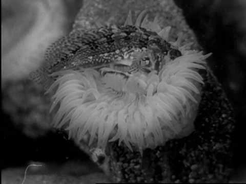 Living Jewels (1936)