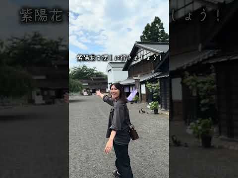 【道南】松前町｜浮き紫陽花｜夏｜ハコチャ