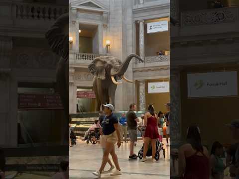 African Bush Elephant | Smithsonian National Museum of Natural History | Washington DC | Horizons_視野