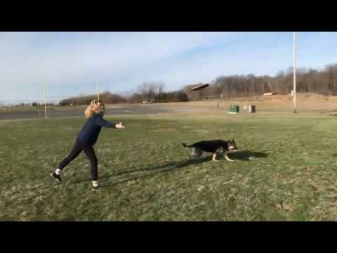 4 yrs old German Shepherd catching frisbee mid-air! Off-leash Wide open space with a german shepherd