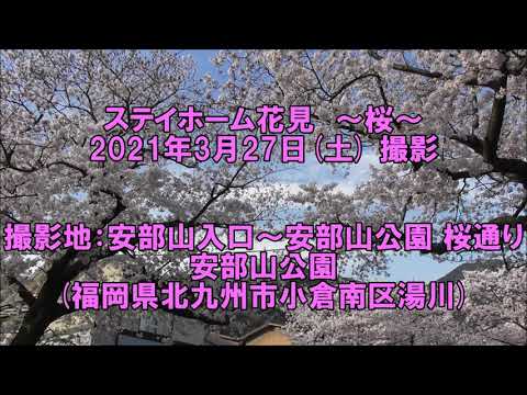 【ステイホーム花見動画】安部山公園 ～桜～【福岡県北九州市】／Video of Japanese cherry blossoms seen at stay home.