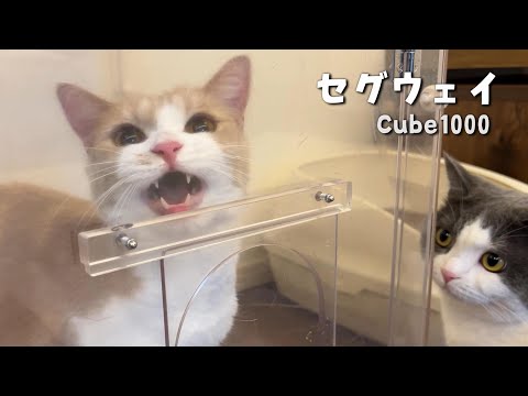 愛猫の闘病時にこれがあれば良かった【セグウェイCube1000】