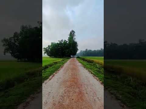 Morning walk on Village Road ASMR Morning Ambience #cinematic #ambience #morning