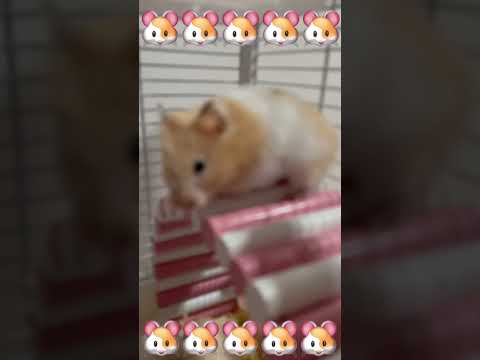 A hamster that feels shy when facing the camera #hamster #mouse #pet rat #pet #shorts