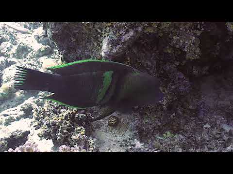 Broomtale Wrasse at Marsa Abu Galawa