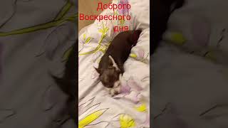 Утром в Выходные #выходные #доброгоутрахорошегодня #спасибозапросмотр