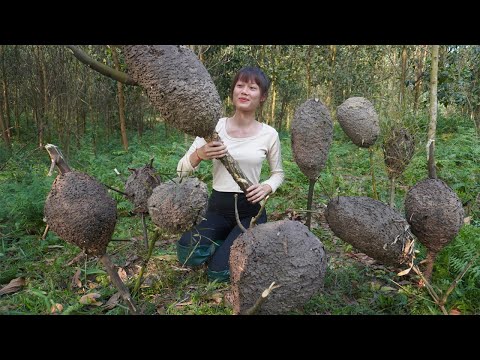 Harvest many ant egg nests and make delicious ant egg rice cakes - Daily life in the farm forest