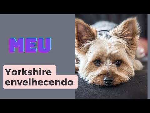 Meu yorkshire envelhecendo #cachorrosfofos #animais