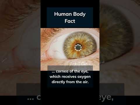 👁️👁️ Look! Human body fact #facts #humanbody #shorts #eyes