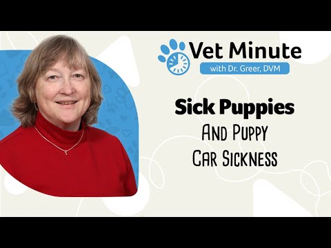 Vet Minute: Sick Puppy and Motion Sickness