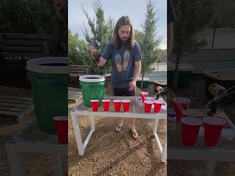 Rooting Mulberry Cuttings