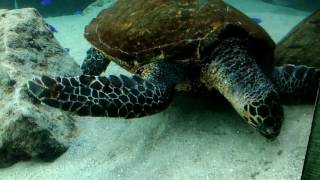 沖繩自駕遊-美麗海水族館內,海洋世界展覽館內及沖縄美ら海水族館周圍環境,Okinawa Travel