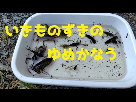 水生昆虫パラダイス