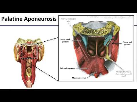 8 Soft Palate