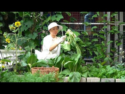 认真给家人做饭的每一天，院子里的菜熟了，摘一点给家人做饭，生活简单而温馨