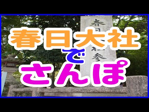 鹿と戯れながら春日大社をさんぽ