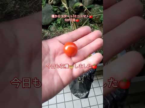 種からスタート!ミニトマト🍅127日目🍅 #shortsfeed #家庭菜園 #種から育てる #ミニトマト栽培