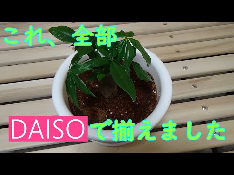 全部DAISOで揃えられるパキラの植え替え