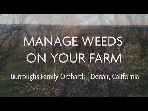 Manage Weeds on Your Farm: Ecological Weed Management at Burroughs Family Orchards, Denair CA