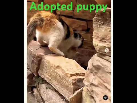 Adopted Puppy by a Cat and Joins Her Big Fur Family  #cat #animals #catlovers