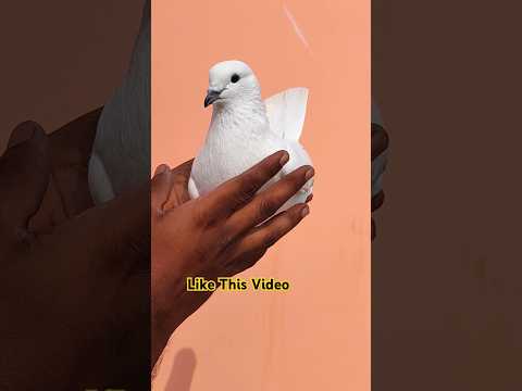 Top High Flyer Kabootar ! #pigeonvideo #pigeonstatus #youtubeshorts