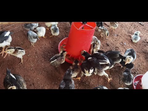 young chicken feed with pellet and coconut \ boot chicken immune and health