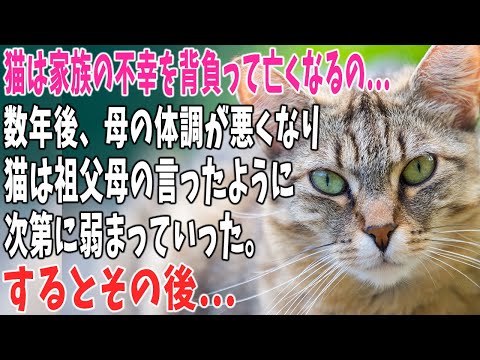 「猫の不思議な話」 曽祖母「猫は家族の不幸を背負って…」→数年後、母の体調が悪くなり、猫は曽祖母が言ったように…。しかしその後…。【朗読】