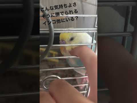 こんな気持ちよさそうに撫でられるインコ他にいる？ #shorts #セキセイインコ #budgie #かわいい #すいちゃん #なでる