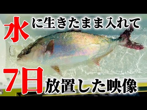 【撮影成功】噂の水に魚を生きたまま入れて1週間後に捌いた内臓が衝撃です。リブウォーター。