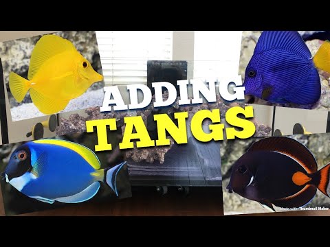 Adding Tangs to reef + seeing Marine Betta and batfish at LFS