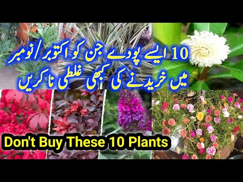 10 پودے جنکو اکتوبر/نومبر میں خریدنے کی غلطی نا کریں /Plants You Dont Buy In Winter/Terrace Garden