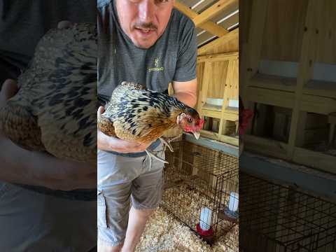 Chicken goes to JAIL! #chicken #hen #chickenjail #homestead #chickencoop #diy #pecking #howto #make