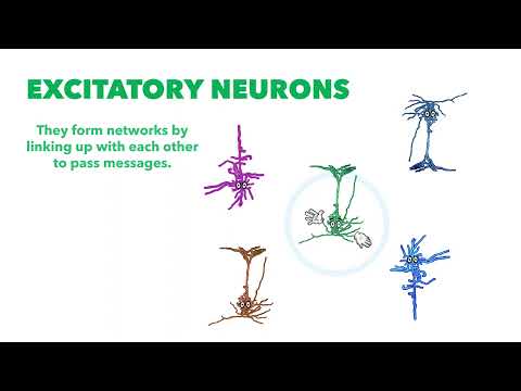 Brain Basics | Excitatory Neurons