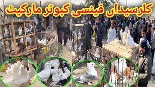 Fancy Pigeon Market Kallar Syedan | Latest Update Fancy Kabootar Mandi Price Today | 24/12/2024