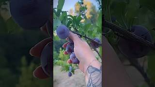 Harvesting Fruits and Vegetables | Plum and Blueberry Harvest | Amazing Organic Techniques