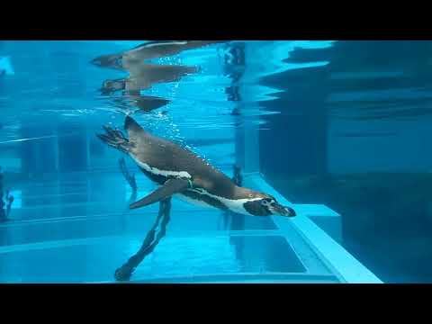 森きらら(動植物園)に行ってきました🦒