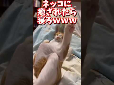 ネッコの動画で癒されたら寝ろｗｗｗ　#2ch #2chまとめ 動物スレ #2ch面白いスレ #動物 #犬 #猫 #癒やし #ねこ動画#ねこ