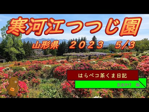 はらペコ茶くま日記　　つつじいっぱい　おまけに藤も　寒河江公園　 つつじ祭り