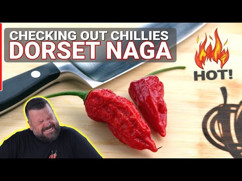 Dorset Naga - Episode 20: Checking out Chillies with ChilliChump