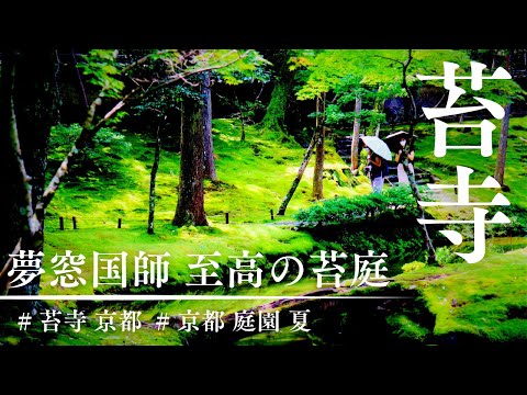 【京都の苔寺】西芳寺苔庭～川と雨が作る庭園～夏の京都観光旅行穴場おすすめ