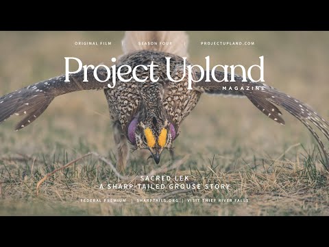 Sharp-tailed Grouse Lekking - Sacred Lek - A Project Upland Original Film