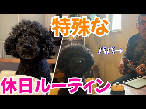 賢い犬と無謀な飼い主の特殊すぎる休日ルーティンに爆笑w【トイプードル】