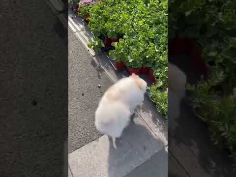 Tiny Takes A Walk